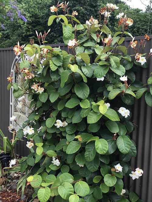 frangipani vine climbing over trellis