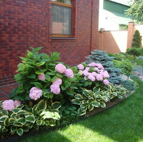 Landscaping with Hydrangeas and Hosta Ideas 2