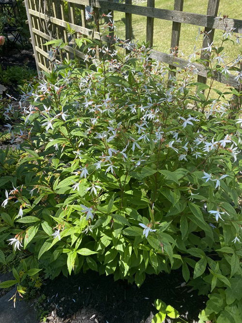 Native American Herbs And Spices