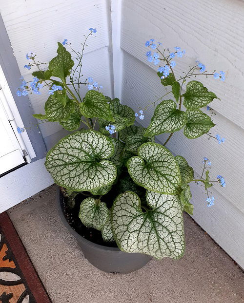 Plants that grow in shade like hostas 4