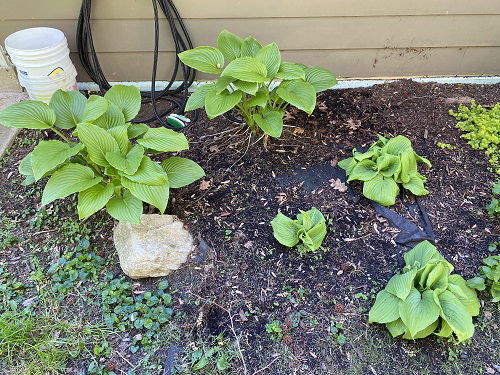 transplanting hosta divisions