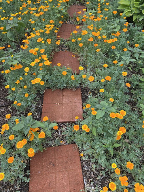 beautiful Self Seeding Flowers