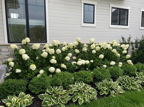 Landscaping with Hydrangeas and Hosta Ideas 4