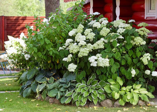 hydrangeas and hostas landscaping ideas 5