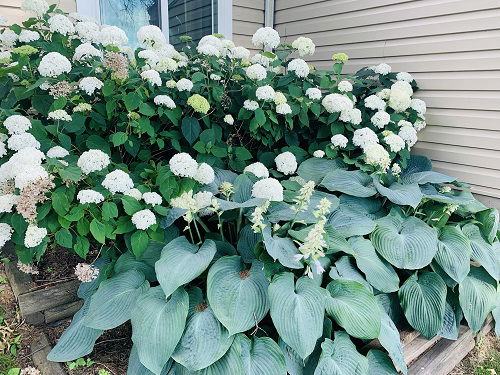 hydrangeas and hostas in garden bed