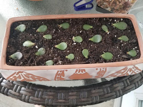 propagating jade plant from leaf 2