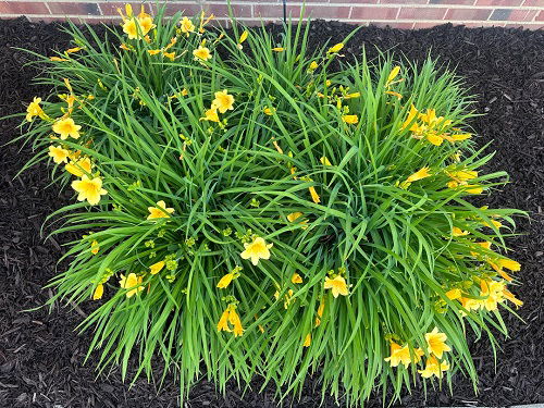 amazing landscaping ideas with Daylilies