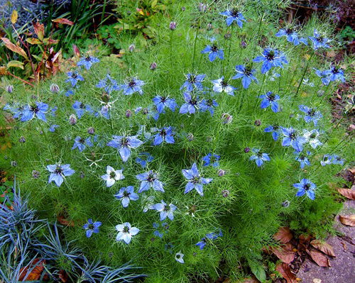 Self Seeding Flowers for yard 