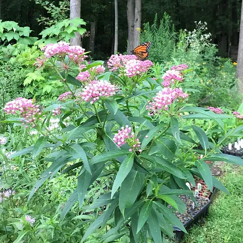 swamp milkweed plant and butterfly