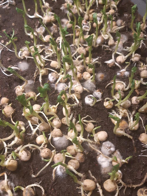 mold on pea seeds