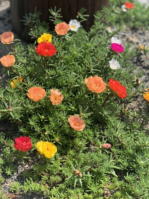 moss rose flowers in garden