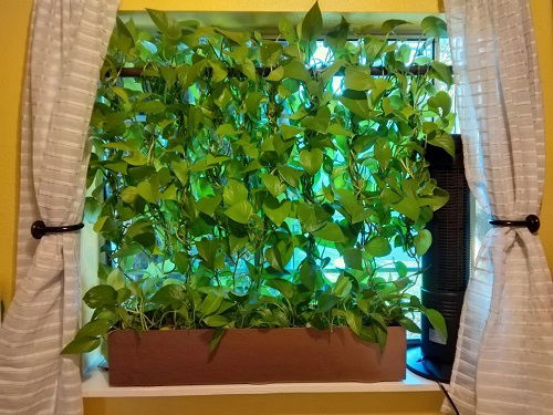 Pothos as a privacy plant in window