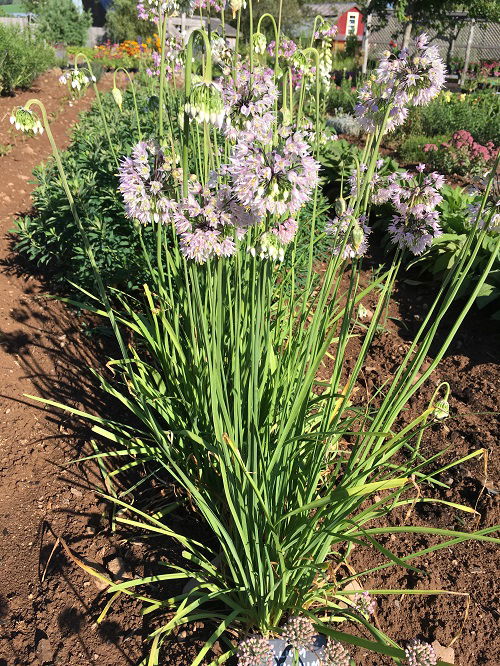 Nodding onion herb plant in garden