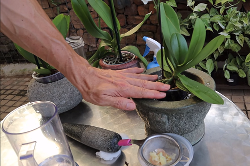 adding garlic water to orchids