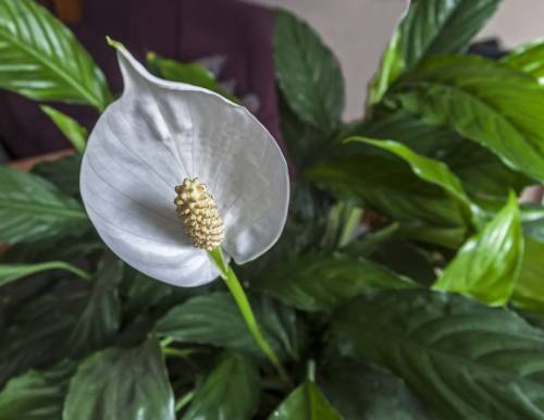 Squeeze A Lemon Juice in Your Peace Lily For This