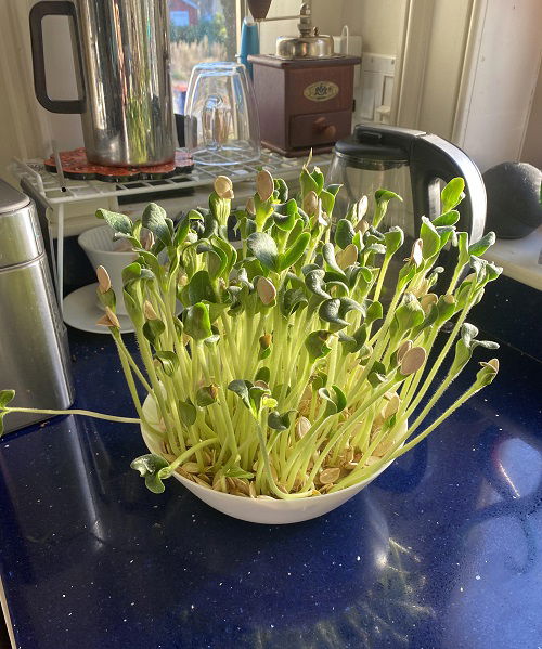 pumpkin seeds germinating in bowl