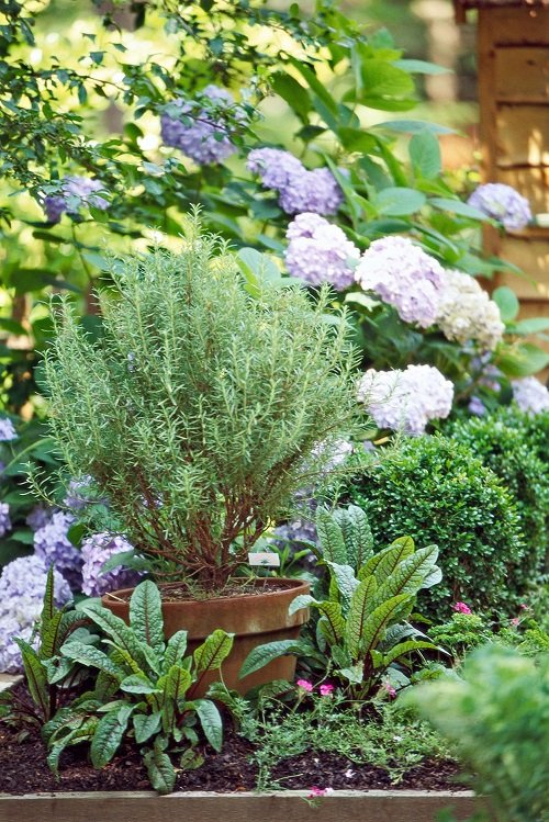 rosemary with other companion plants