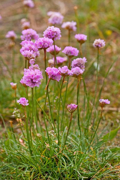 best low pollen flowers for allergic gardeners 3