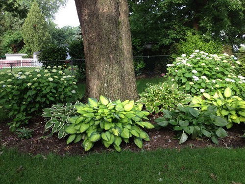 hydrangeas and hostas landscaping ideas 1