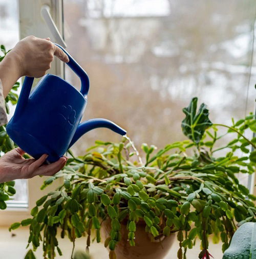 watering christmas cactus in pot