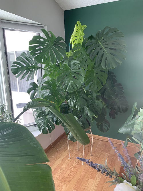 Monstera privacy plant for window