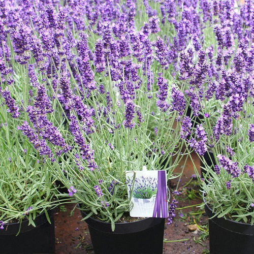 fragrant lavender varieties in garden