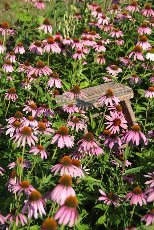 best coneflower garden landscaping 4