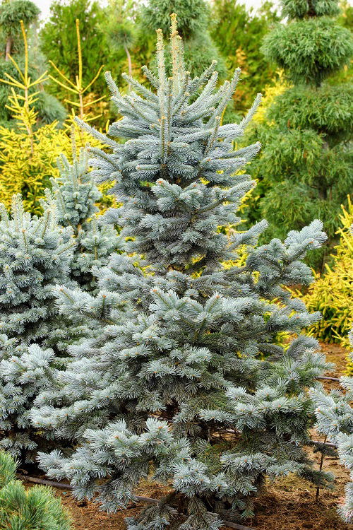 Abies lasiocarpa coniferous tree 