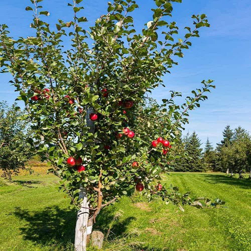 beautiful Texas's Finest Apple Tree Varieties 