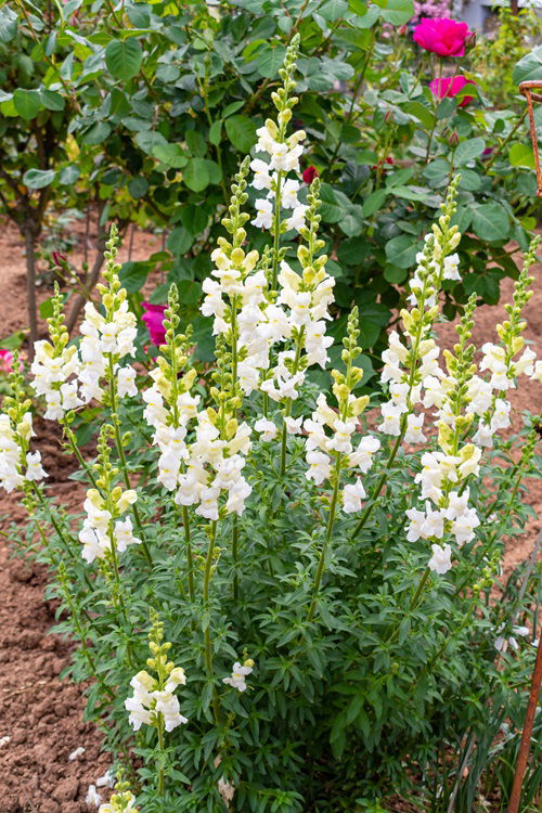 Amazing cool season flowers that love chilled weather