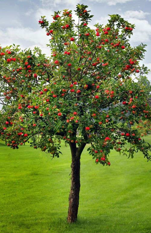 Best Apple Tree Varieties to Grow in Texas