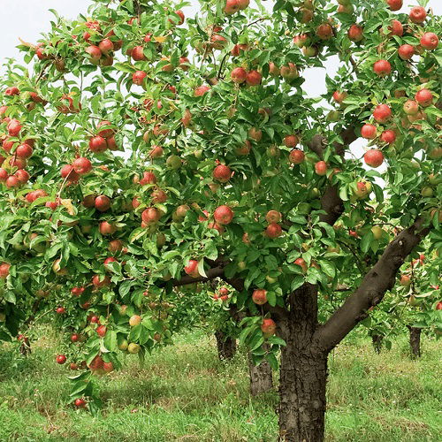 best apple tree varieties to grow in Texas 7