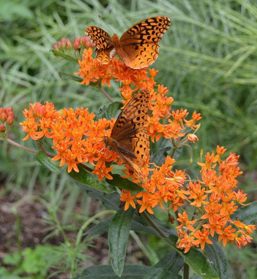 Weeds That Attract Most Pollinators