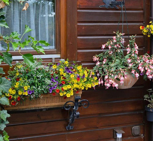 Calibrachoa in window box with fuchsia