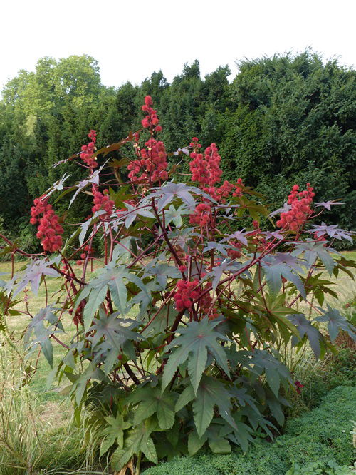 Flowers that are deadly enough to kill a human 