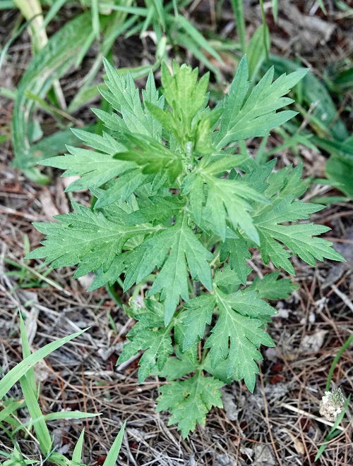 using mugwort as fertilizer in garden