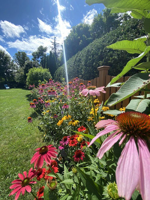 Coneflower Fence Boundary