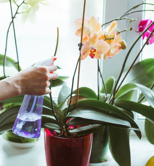 Continuously feeding your orchids