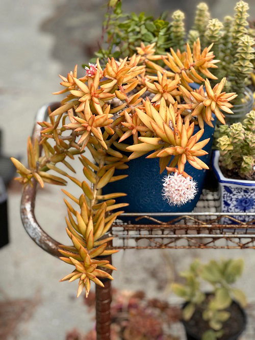 succulents that change color 5