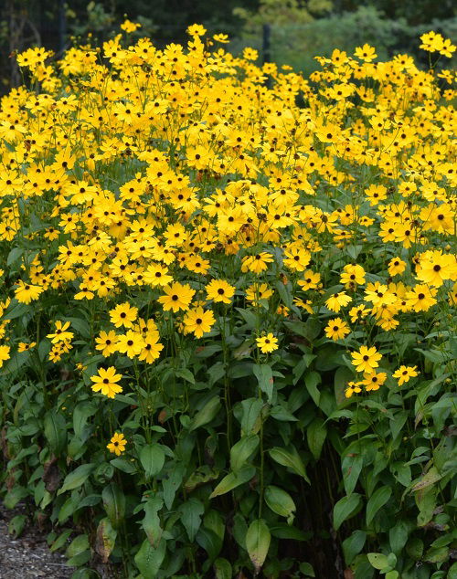 Coreopsis flower looking like black-eyed susan