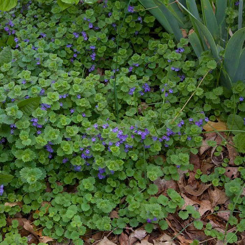 Creeping Charlie weed in garden