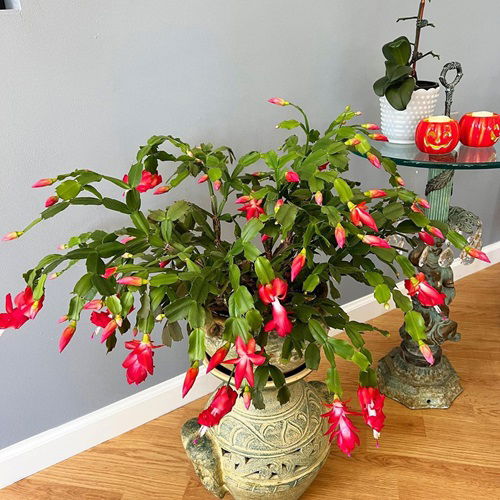 Thanksgiving Cactus Fertilizer