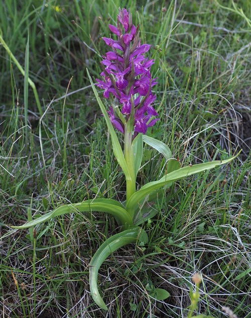 Gorgeous Edible Orchids and Their Uses