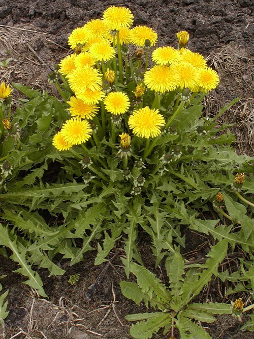 weeds that make good fertilizers 1