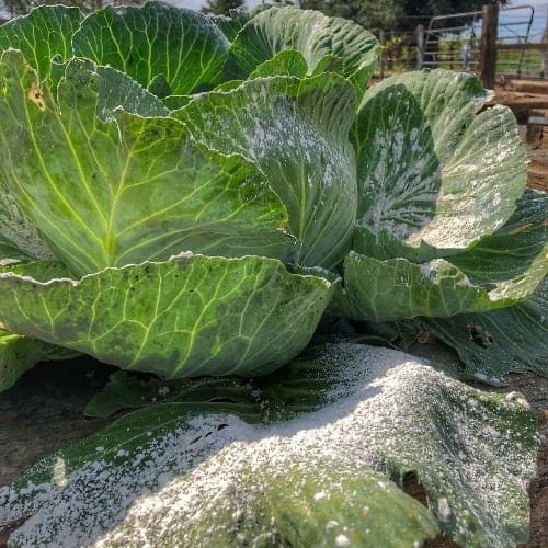 Diatomaceous Earth powder on cabbage