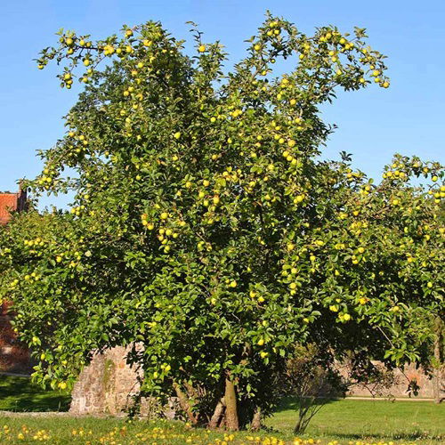 top Texas's Finest Apple Tree Varieties 