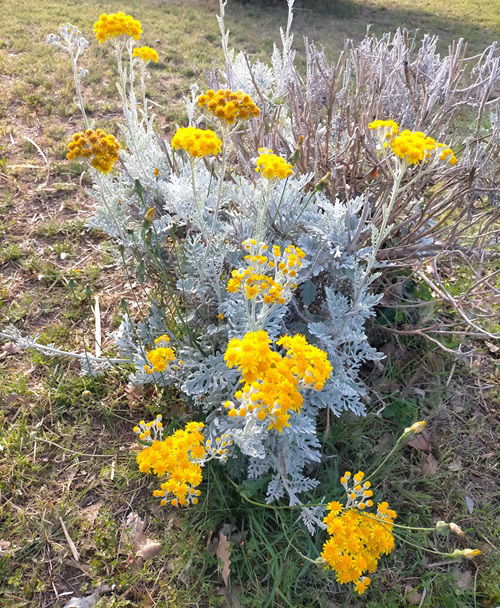 Gorgeous flowers for the cool season that enjoy the calm weather 