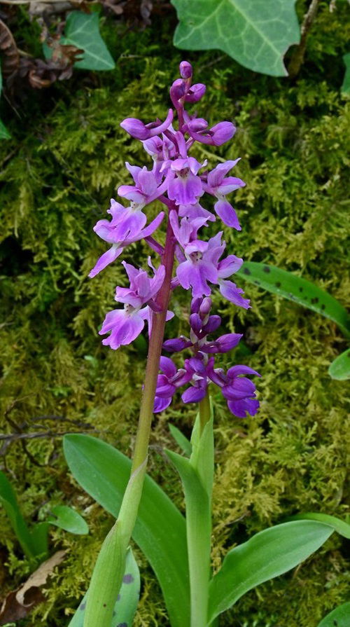 best Edible Orchids and Their Uses