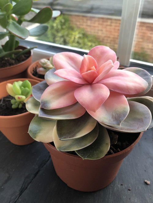 color changing succulents 5