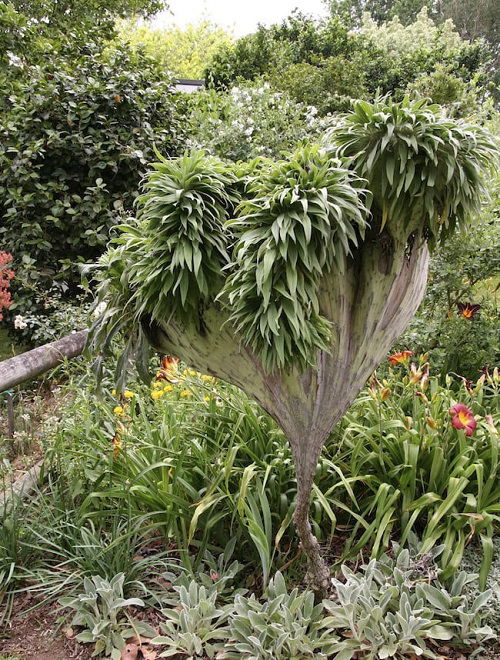 fasciated echium plant in garden